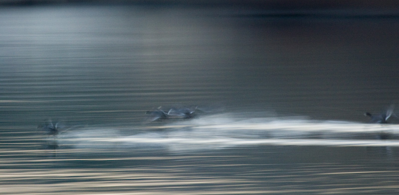 Mallards Taking Flight Off Water